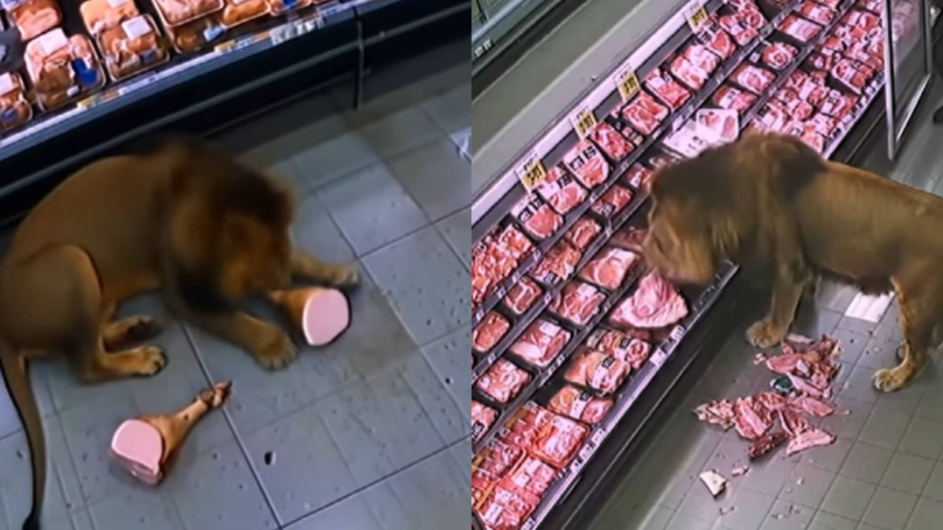 Wild Lion Causes Panic After Entering South African Grocery Store