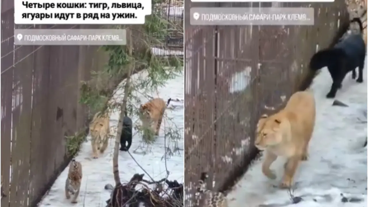 Viral Video Shows Lion, Tiger, Panther, and Jaguar Together in One Frame, Internet Can’t Believe It Lion, Tiger, Panther, and Jaguar