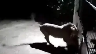 Dogs Vs Lions: Viral Video Captures Intense Face Off. Check Who's Gonna Win Lions Vs Dogs