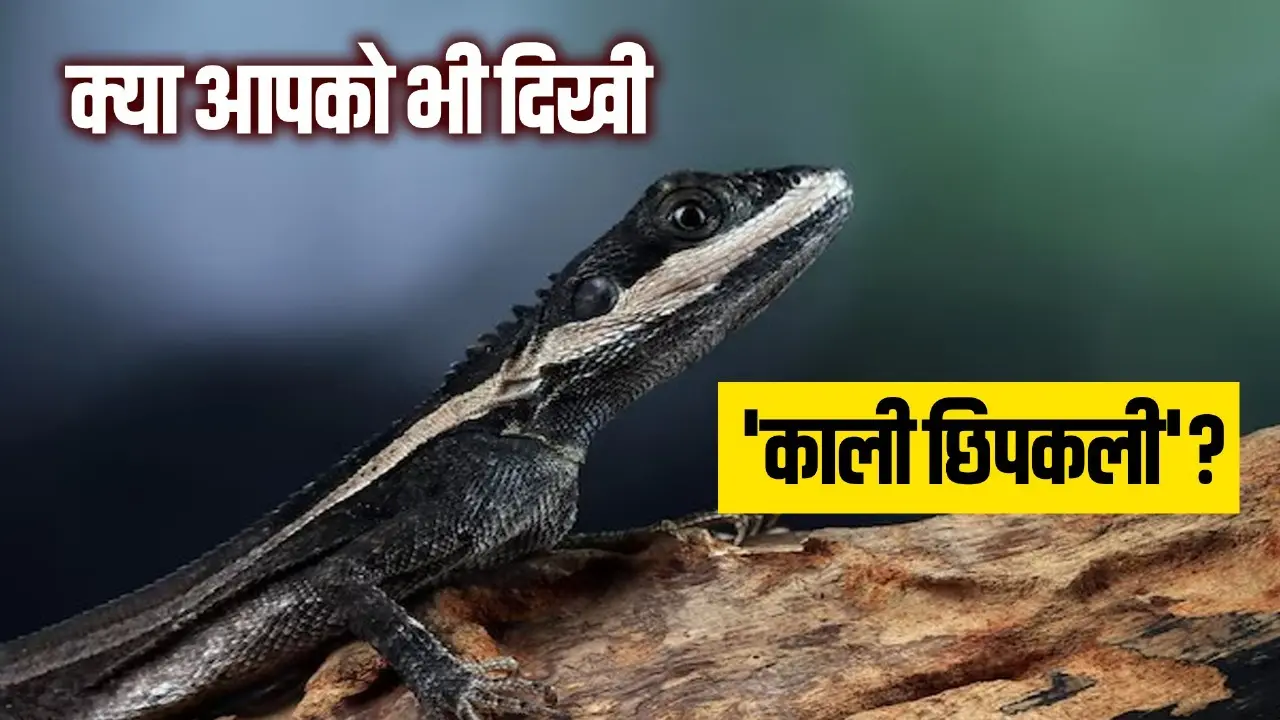 black lizard in house