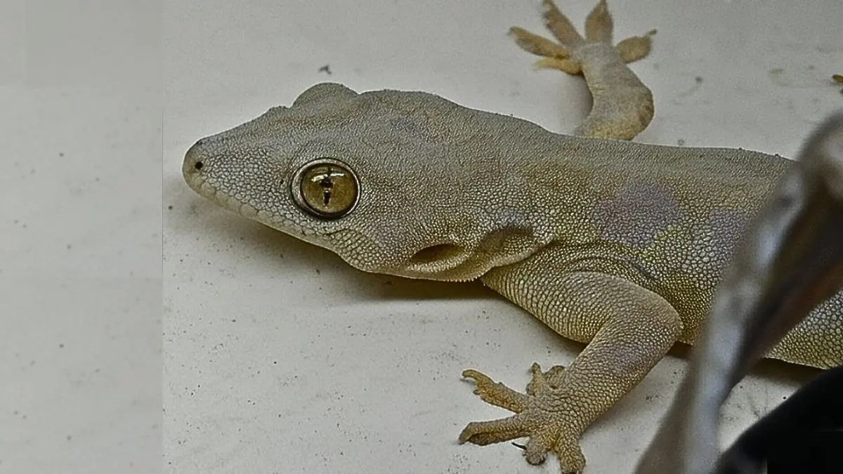 Lizard: छिपकली भगाने के 10 सबसे सस्ते और देसी जुगाड़, लिजर्ड खुद बोलेगी टाटा बाय-बाय Lizard