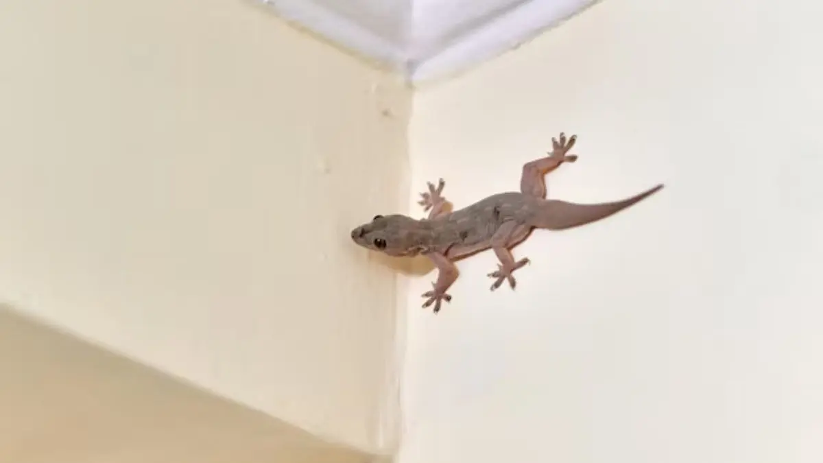 Lizard falls on body