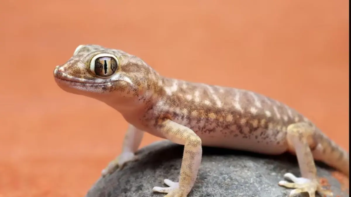 lizard Get rid of it with free home remedies