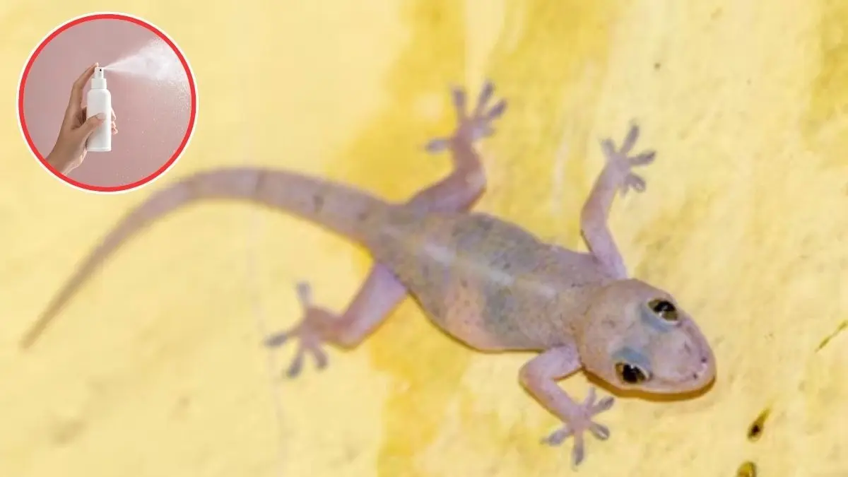 Lizard Removal Tips: घर में क्यों आती हैं छिपकलियां? आतंक से हैं परेशान तो अपनाएं ये नए तरीके, पूरा कुनबा हो जाएगा छूमंतर Lizard Removal Tips