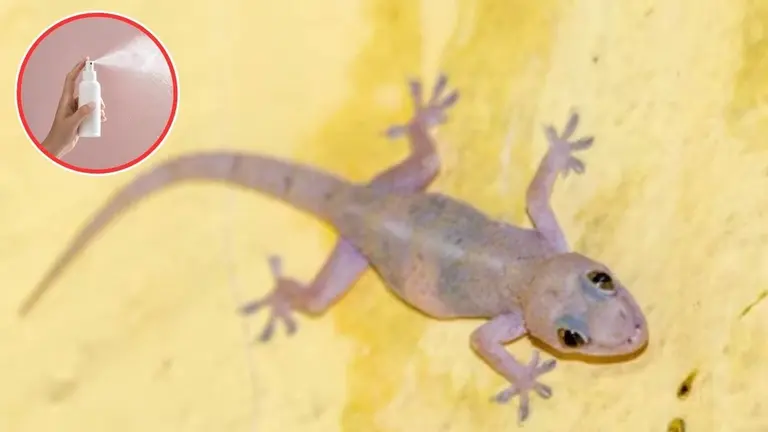 Lizard Removal Tips: घर में क्यों आती हैं छिपकलियां? आतंक से हैं परेशान तो अपनाएं ये नए तरीके, पूरा कुनबा हो जाएगा छूमंतर Lizard Removal Tips