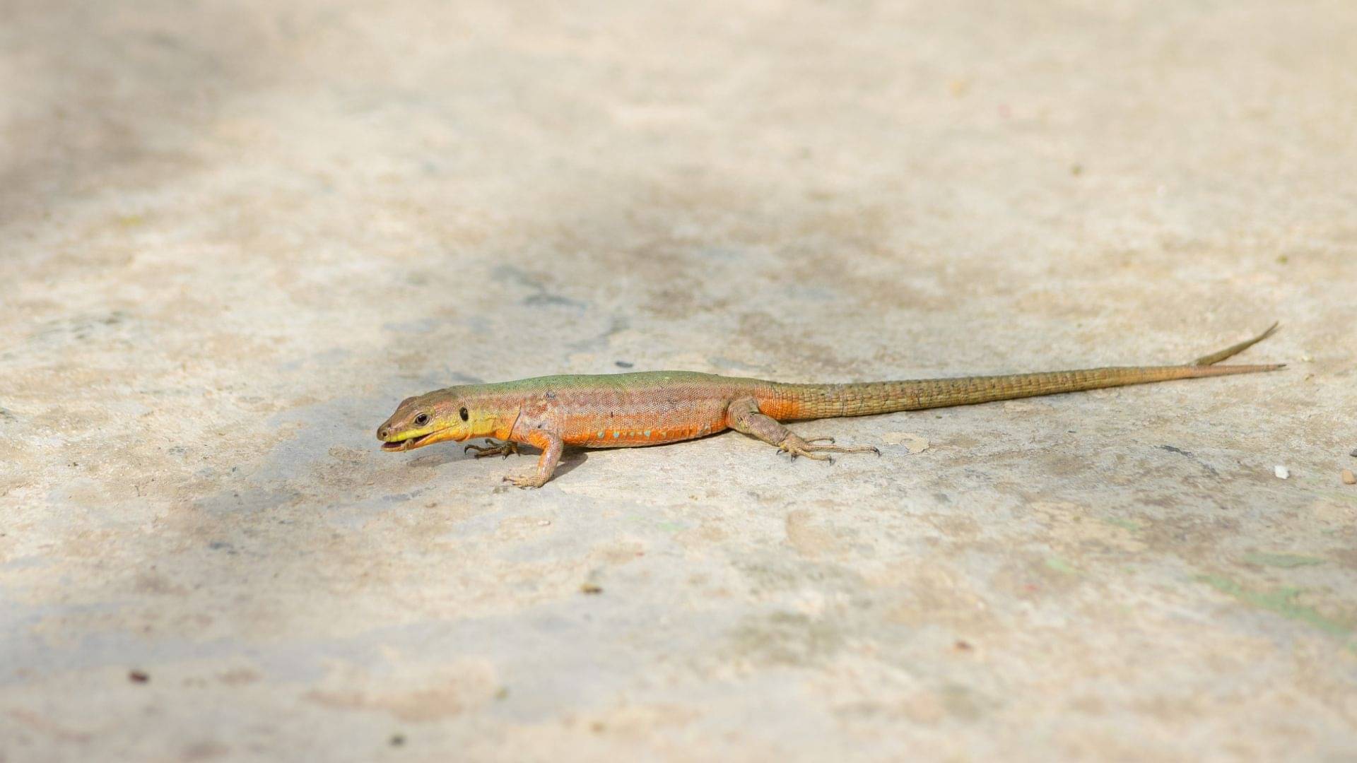 Description of the pic