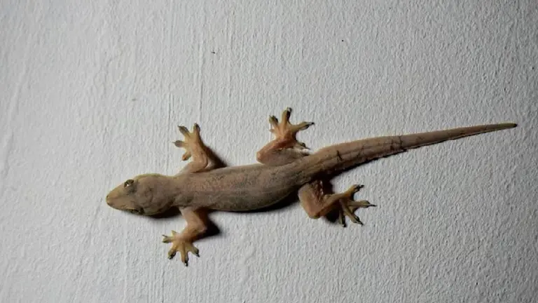 इस एक चीज से कोसों दूर भागती है छिपकली, नामों निशान तक गायब Lizards