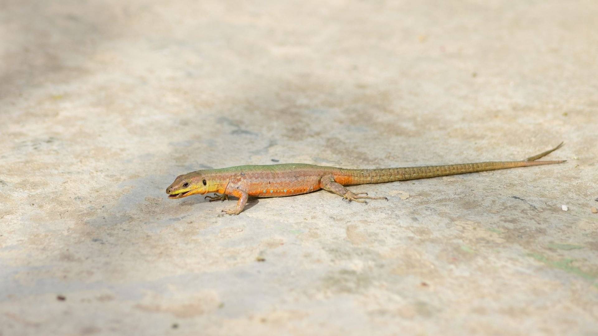 Description of the pic