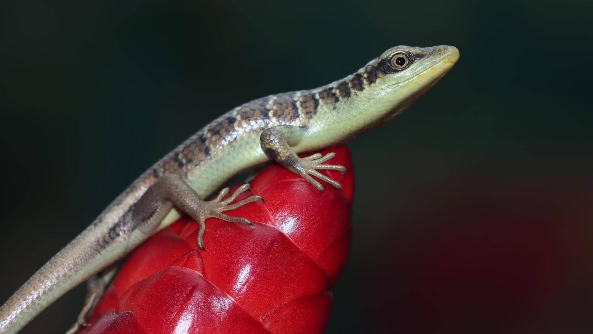 Description of the pic