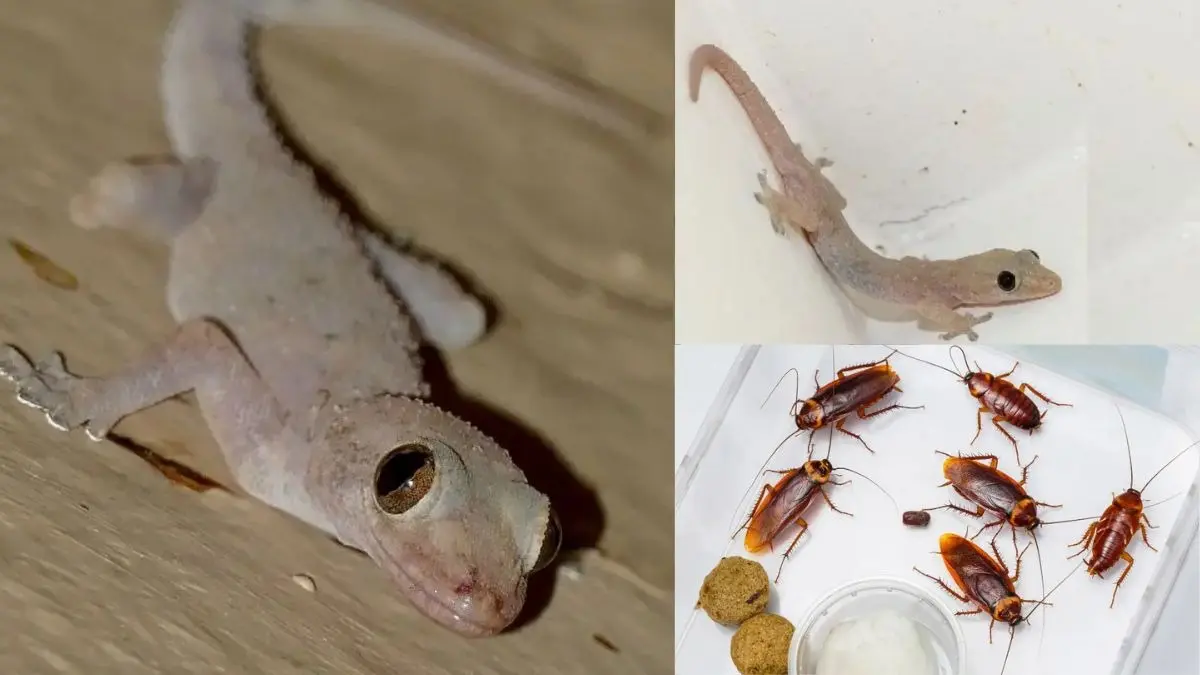 Lizards and cockroaches