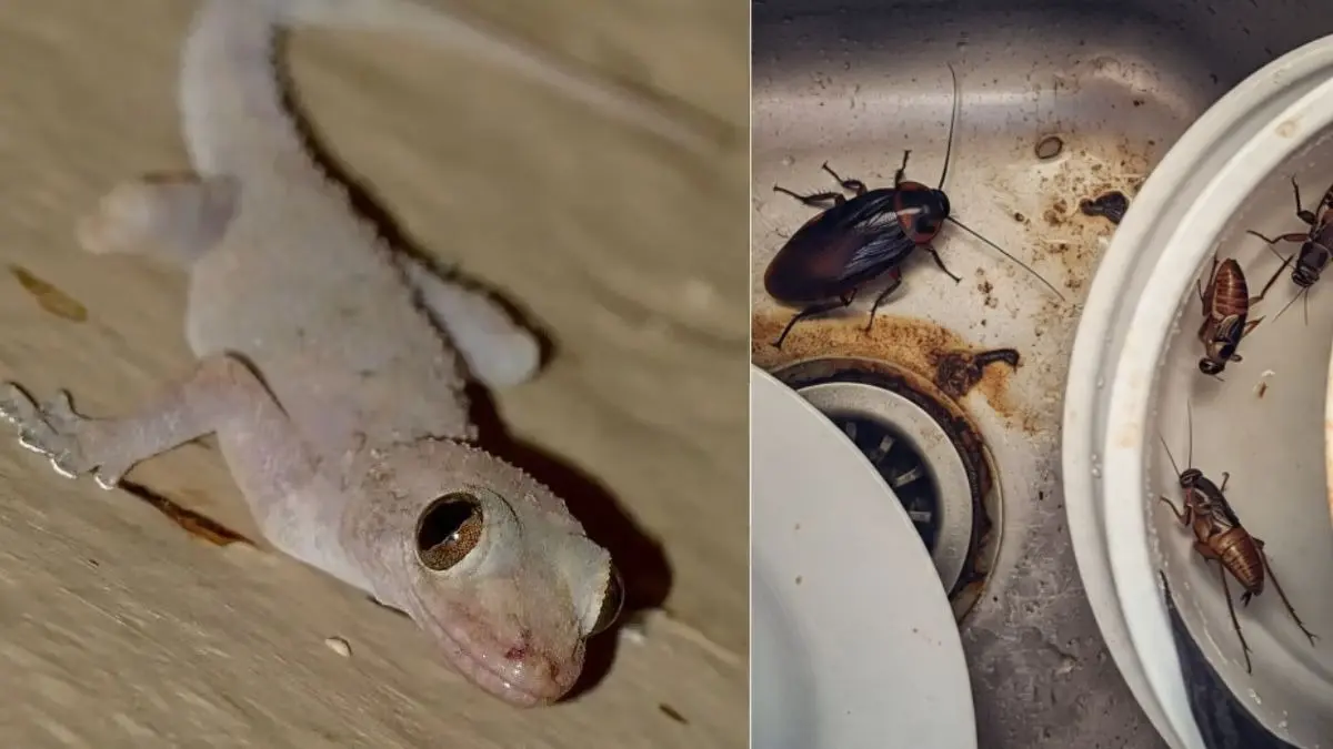 Lizards and Cockroaches