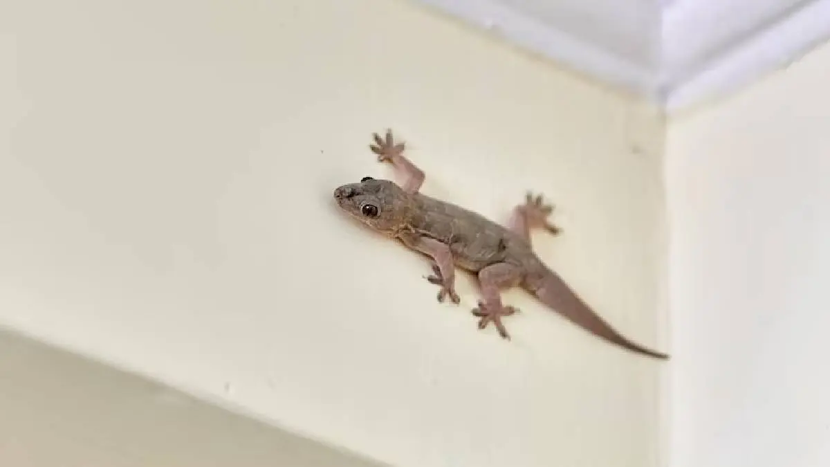 how to get rid of lizards at home using tobacco