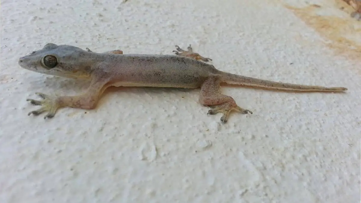 lizards hate the most