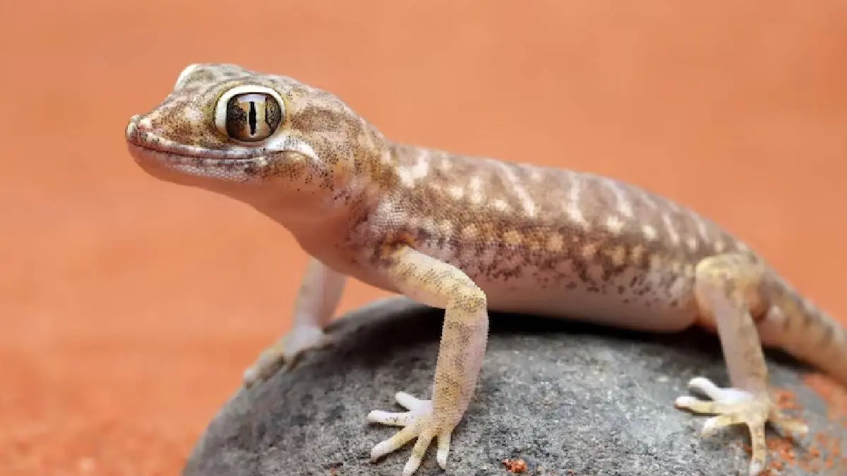 lizards hate the most