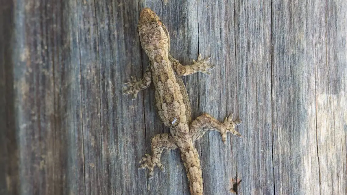 lizards hate the most