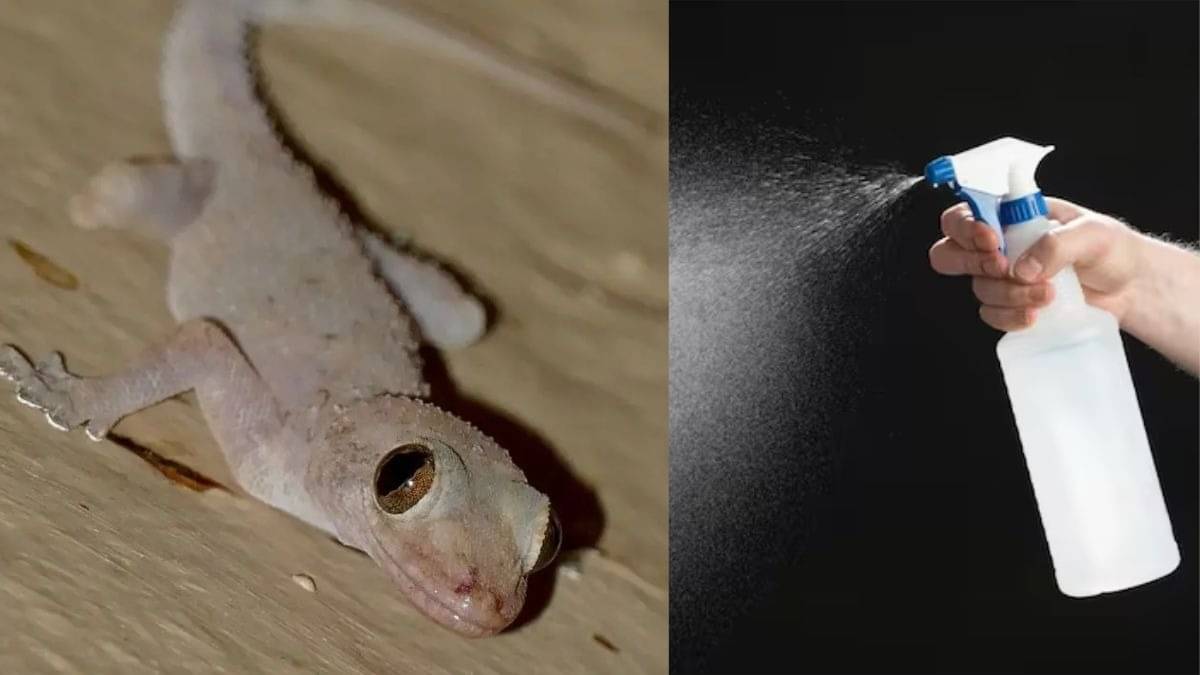 Lizards Removal Tips