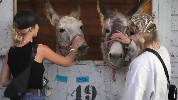 Californians Scrambled to Evacuate Dogs, Cats, Horses, Even Pigs as LA Flames Closed In Los Angeles, California