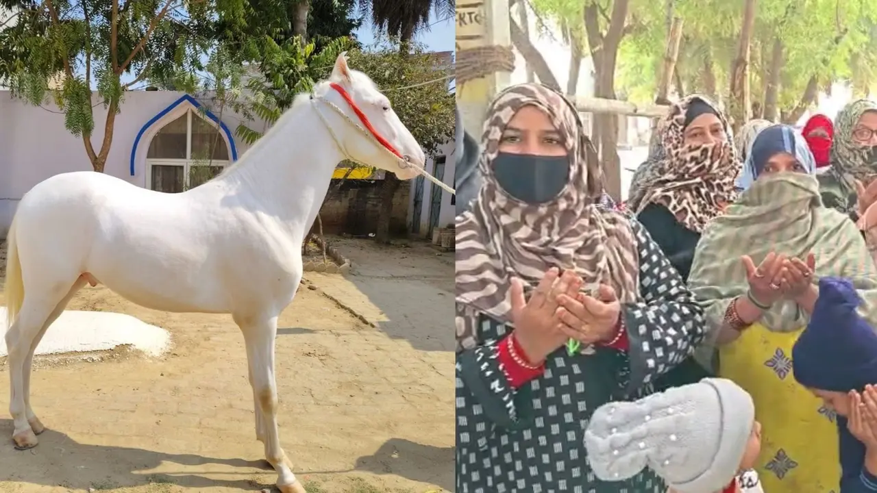 lucknow irani breed white horse stolen talkatora karbala