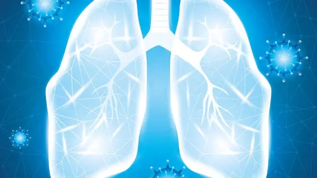Lungs
