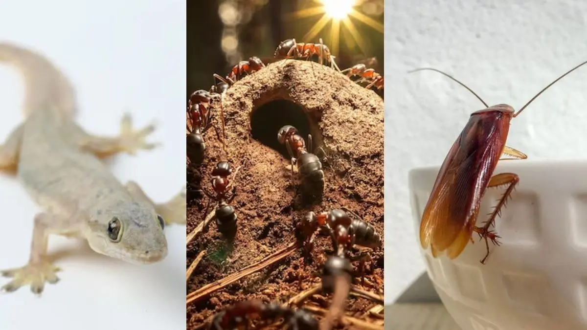 Lzard-Cockroach-Rat Safety Tips