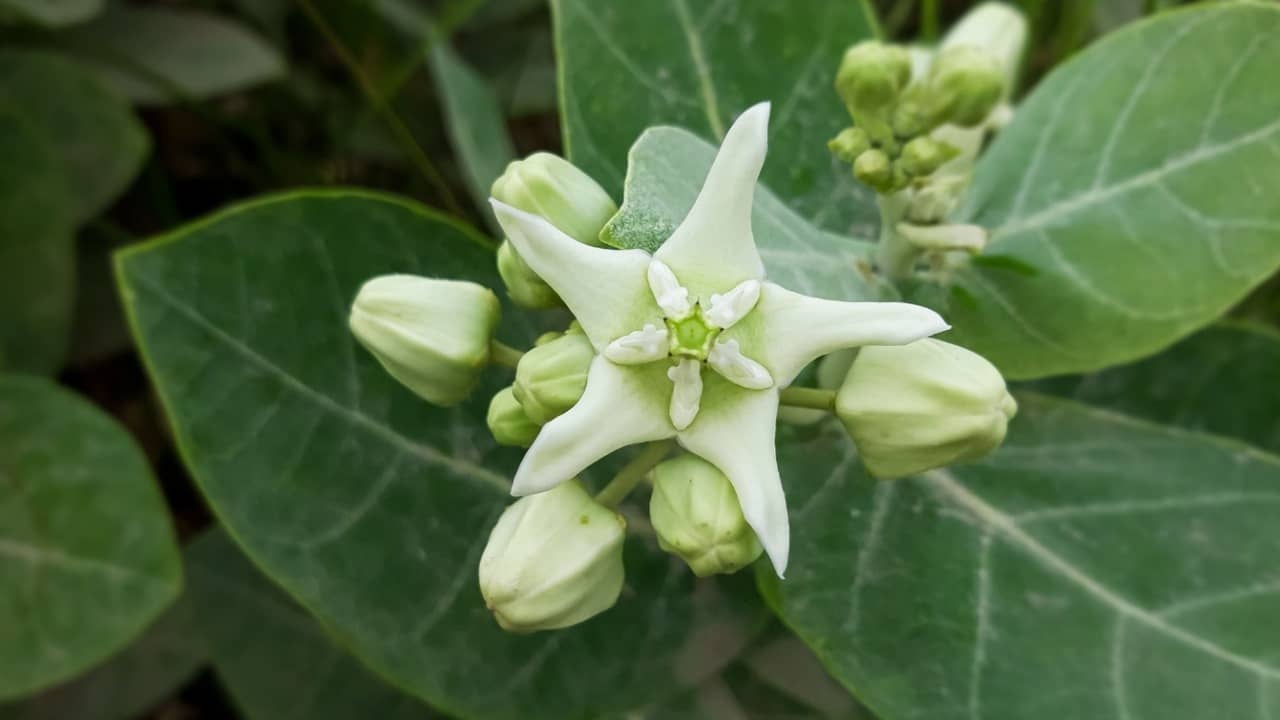 Description of the pic