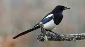  Magpie bird