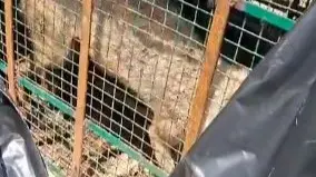 9 Teams Deployed to Kill Man-Eating Wolf in UP's Bahraich Man-Eater Wolf That Killed 8 in UP Captured, 3 More Still on Prowl