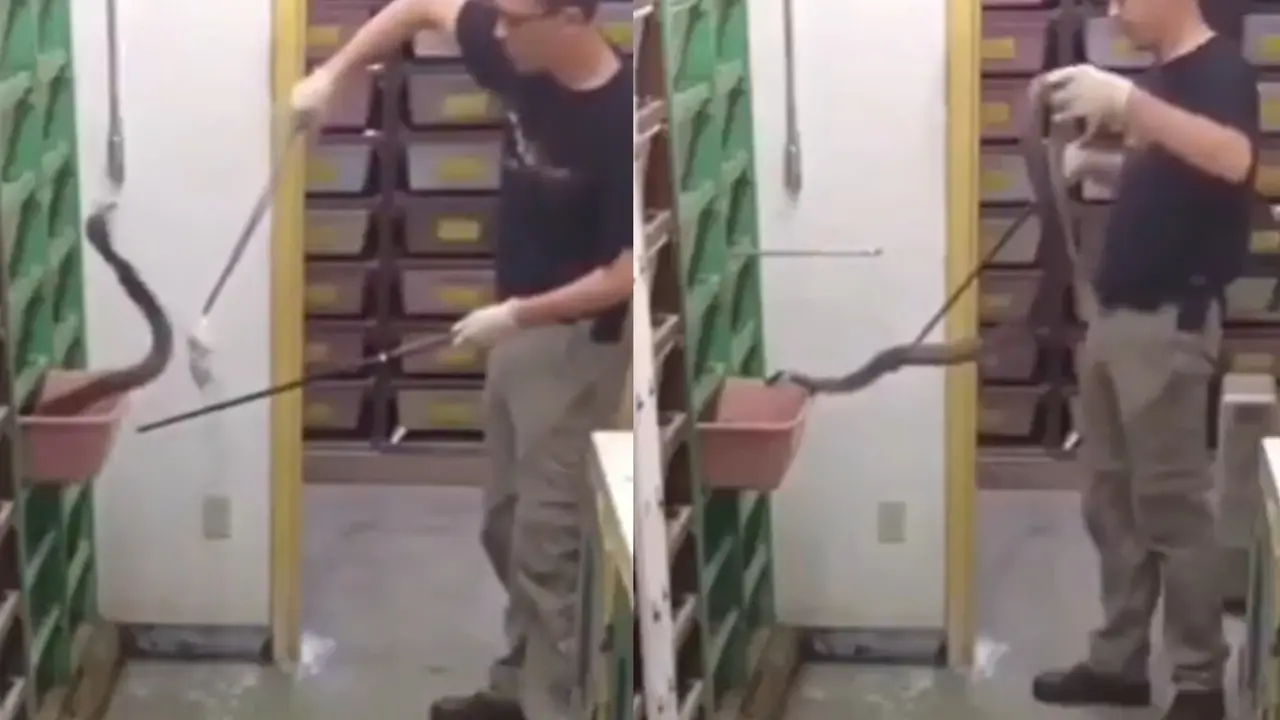 Man feeding snakes in viral video.