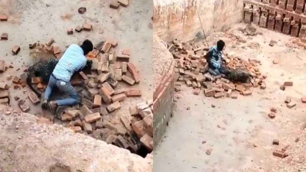 Man Vs Leopard: Video Captures Brick Kiln Worker Bravely Fighting Wild Cat In UP's Lakhimpur Kheri