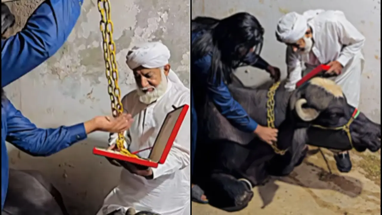 Man Gifts 10-kg Gold Chain to His 'Cow,' Sparks Viral Sensation and Hilarious Corrections Man Gifts 10-kg Gold Chain to His 'Cow,' Sparks Viral Sensation
