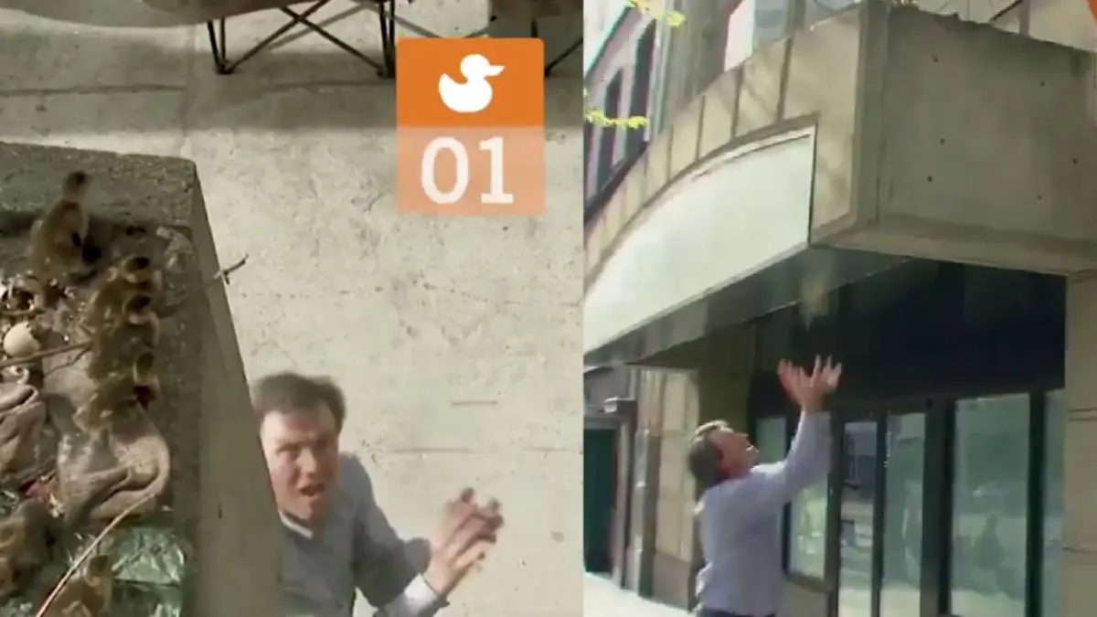 Man saves 11 ducklings