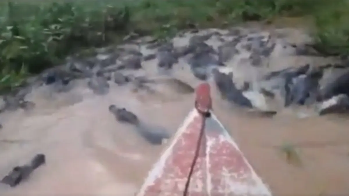 Man Steers Motor Boat Through Crocodile-infested River Leaving Netizens In Disbelief Man steers boat through crocodile-infested river