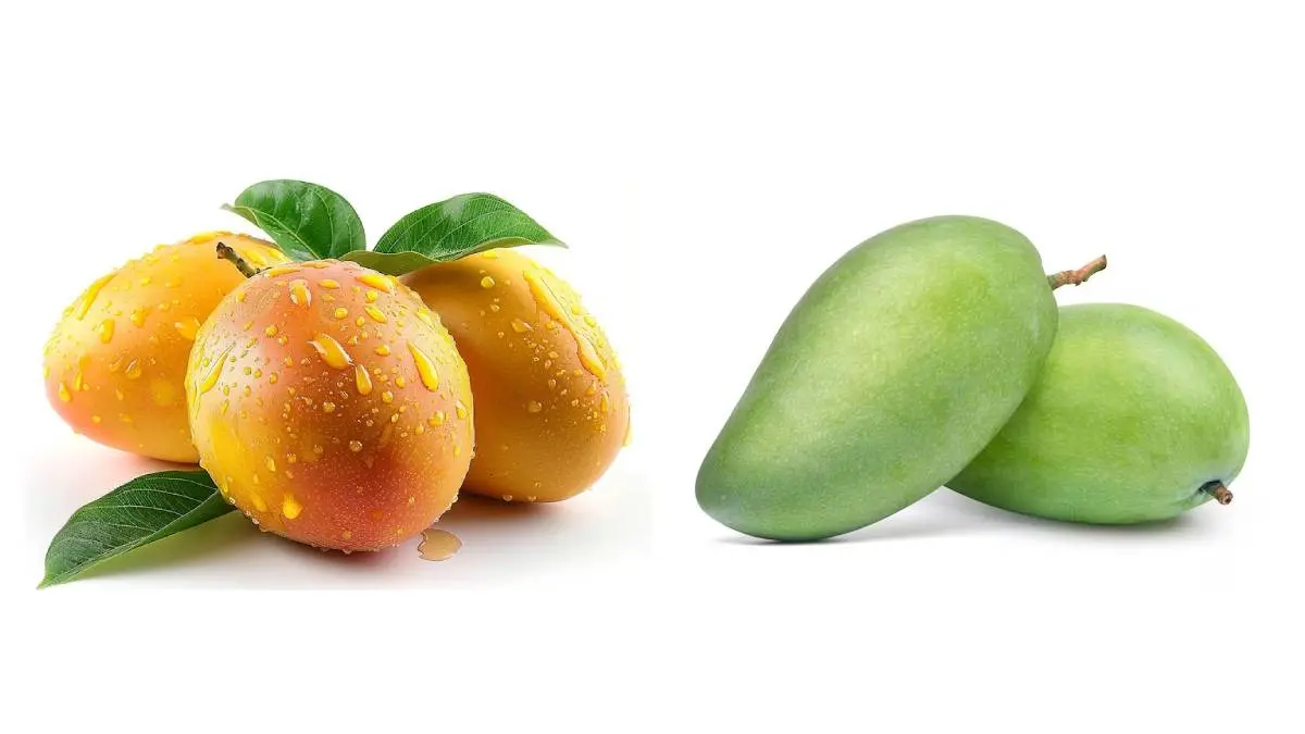 Mango: कच्चा आम या पका आम कौन-सा बेहतर है? जानें