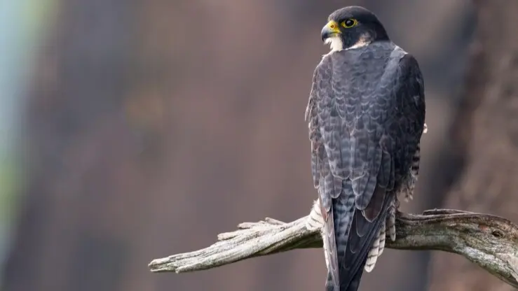 Manipur's Amur Falcon Reaches South Africa