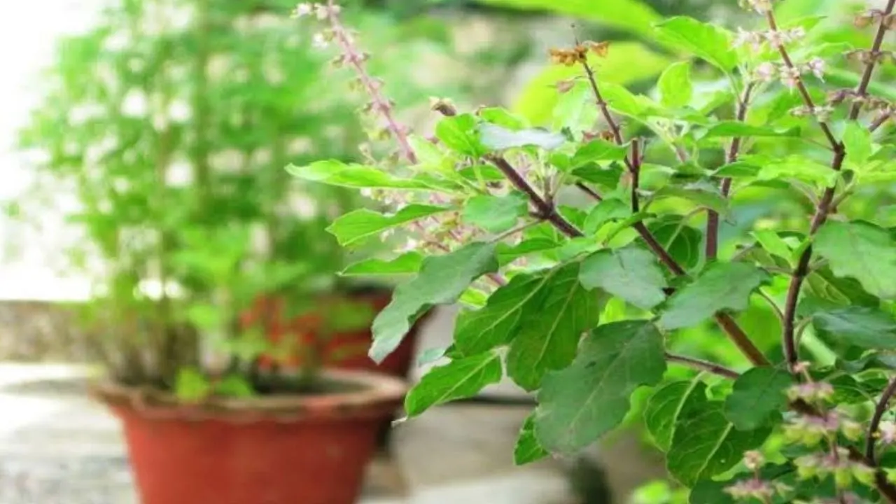 what happens if we keep a coin under tulsi aka basil plant