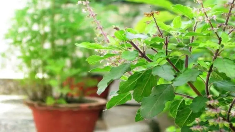Tulsi At Home: Ultimate Guide To Nurture Your Plant Greener And Bushier many benefits of Tulsi plant