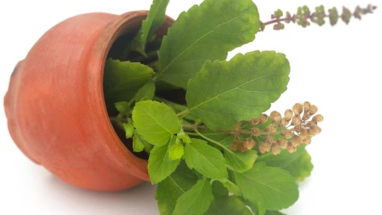 Description of the pic