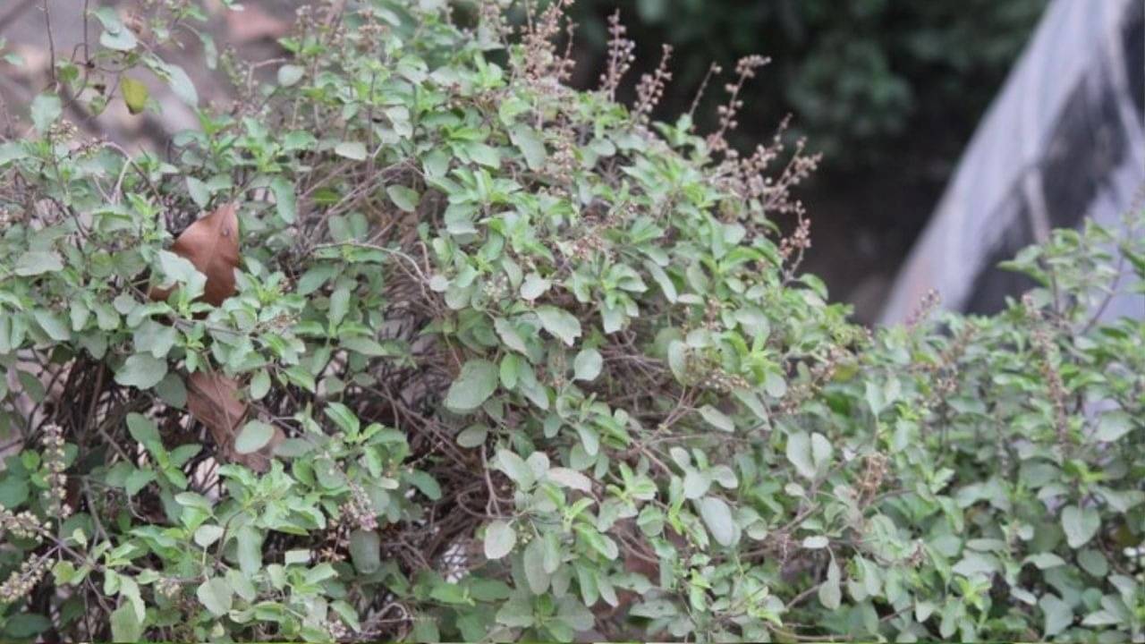 Tulsi plant 