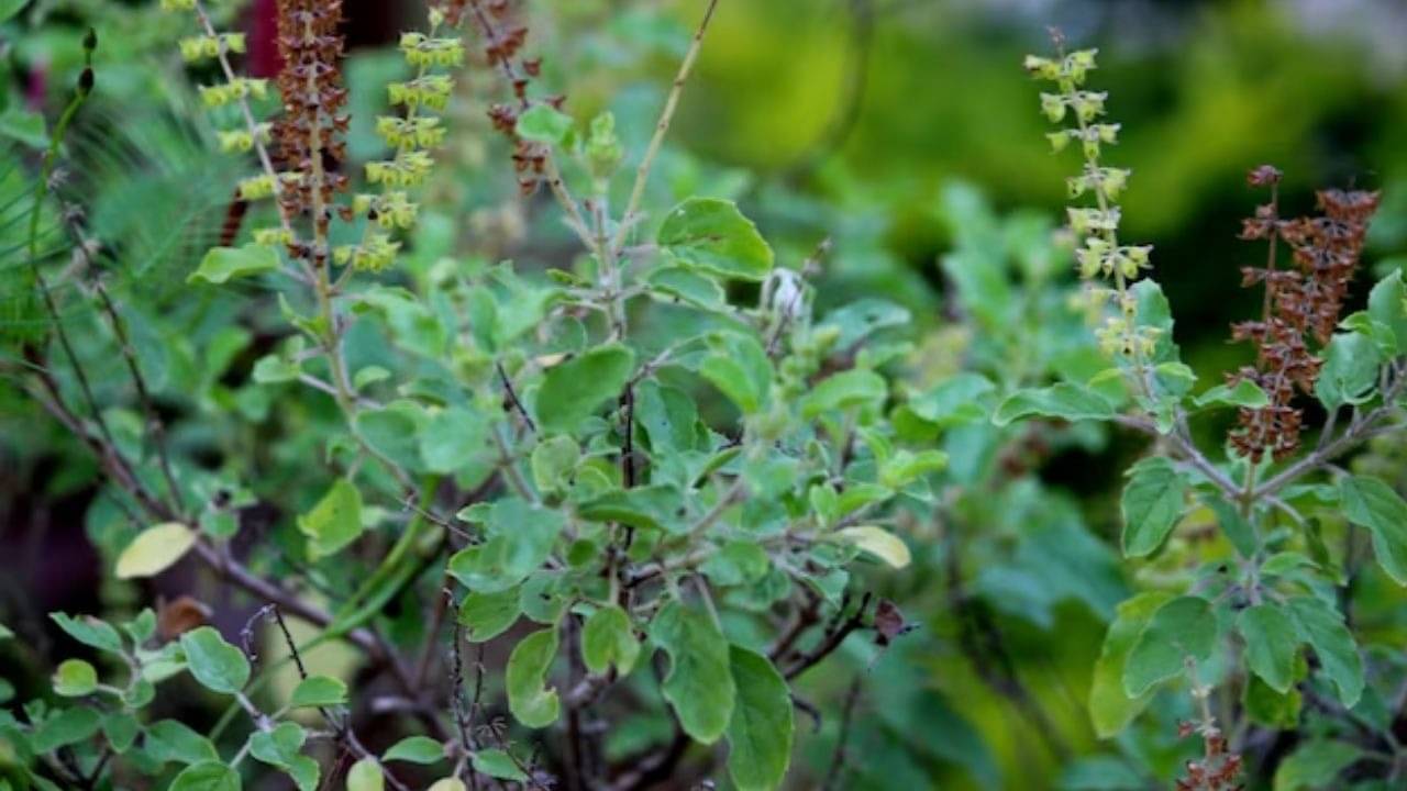 many benefits of Tulsi plant 