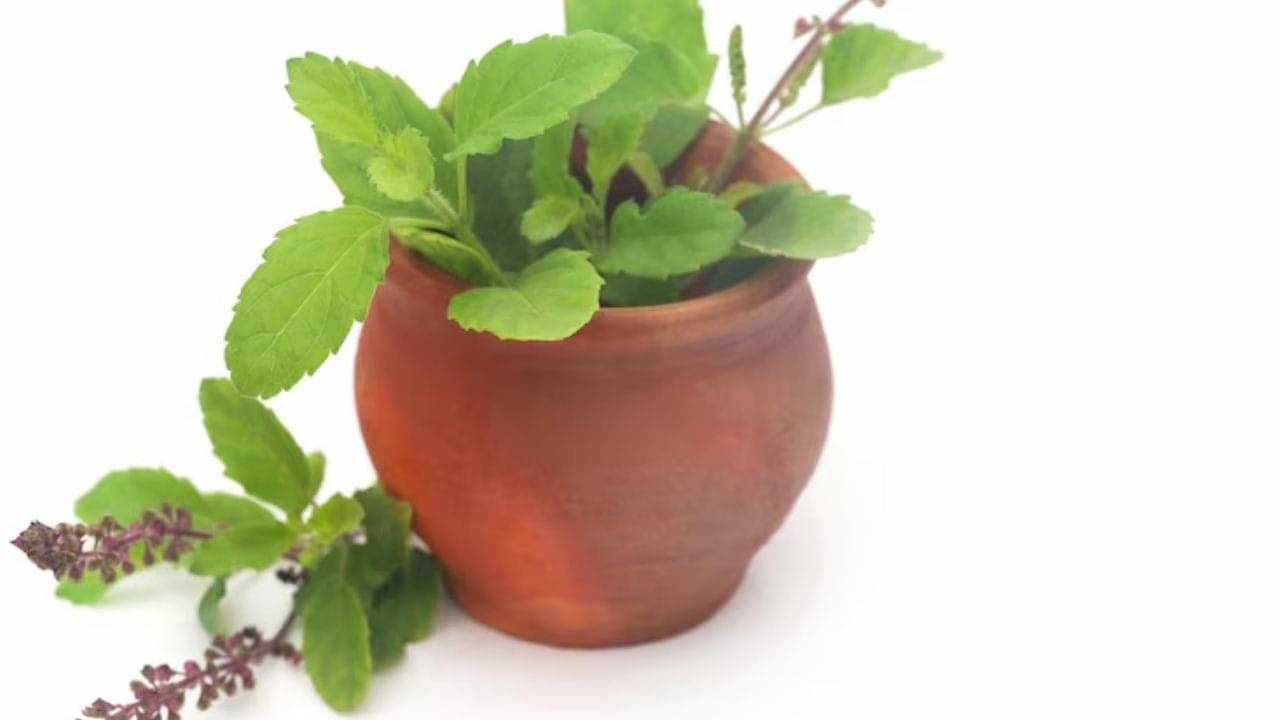 Description of the pic