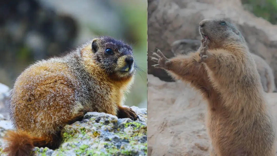 Sona Khodne wala Rat: एक चूहा ऐसा जो 6 महीने तक सोता रहता है, उठकर जहां खोदता है जमीन; वहीं मिलने लगता है सोना Marmot Rat