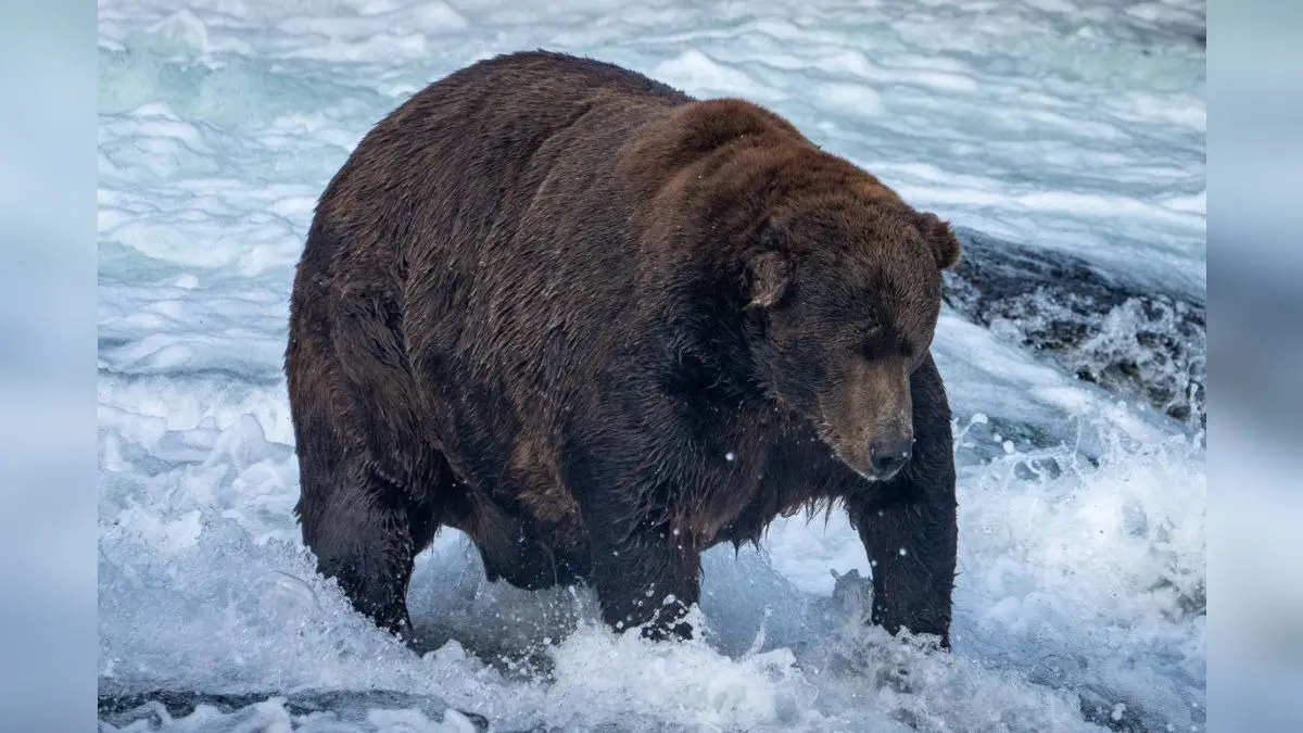 Meet Broken-Jawed 1,200-Pound Giant Brown Bear 'Chunk', Winner of Alaska Fat Bear Week 2025