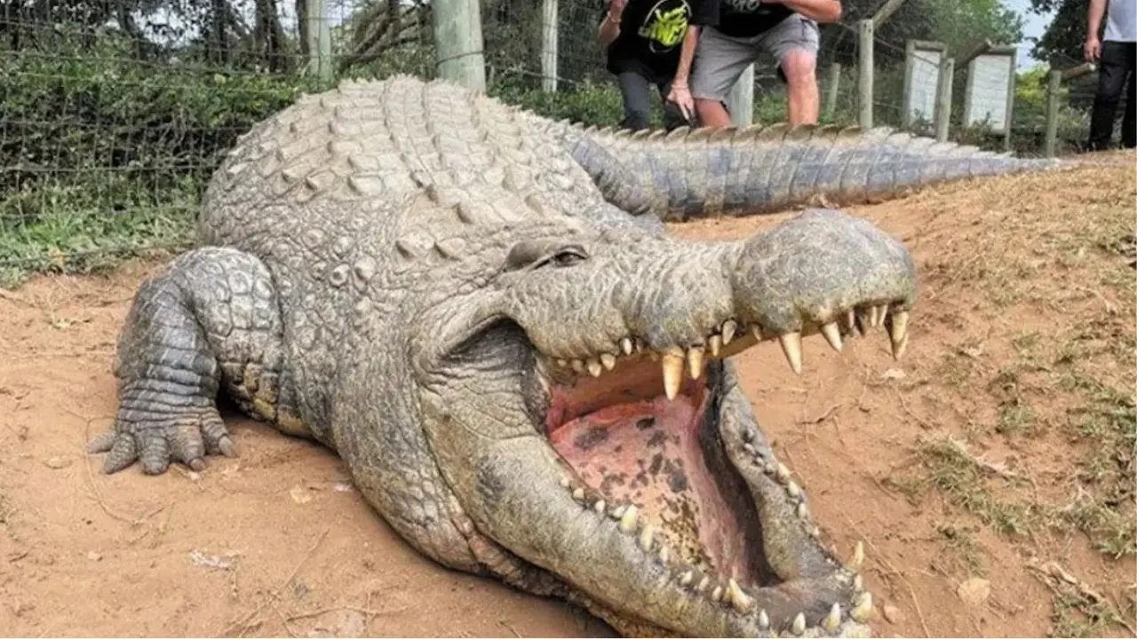 Meet Henry, the world’s oldest crocodile