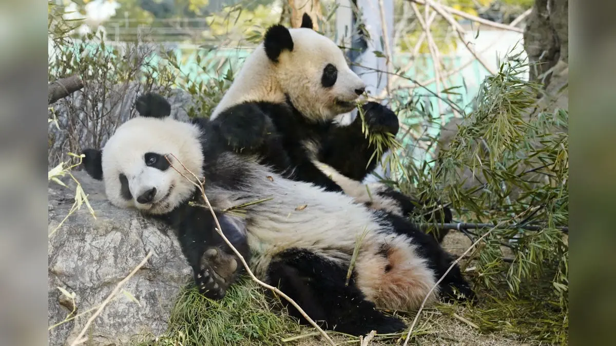 Meet Sweethearts Xiao Xiao and Lei Lei – Japan’s Favourite Panda Siblings Return To Homeland China