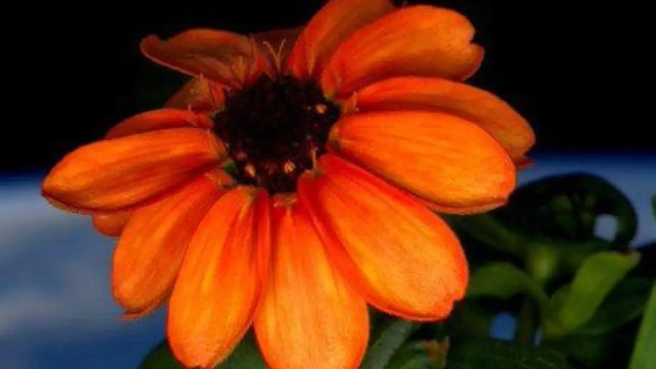 Meet the First Flower Ever Grown in Space: Why Do Netizens Want It Back on Earth?