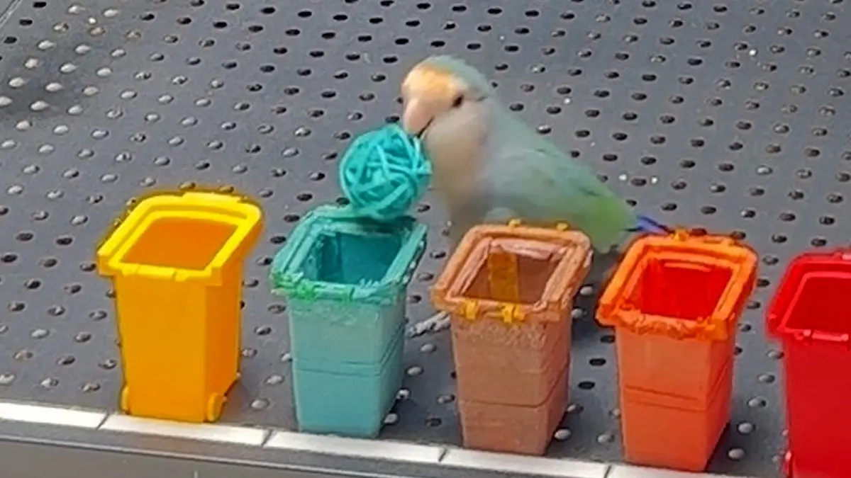 Meet Xiaogui: A Parrot Who Sets Guinness World Record In Just 33 Seconds Meet Xiaogui: A parrot who broke the Guinness World Record in just 33 seconds