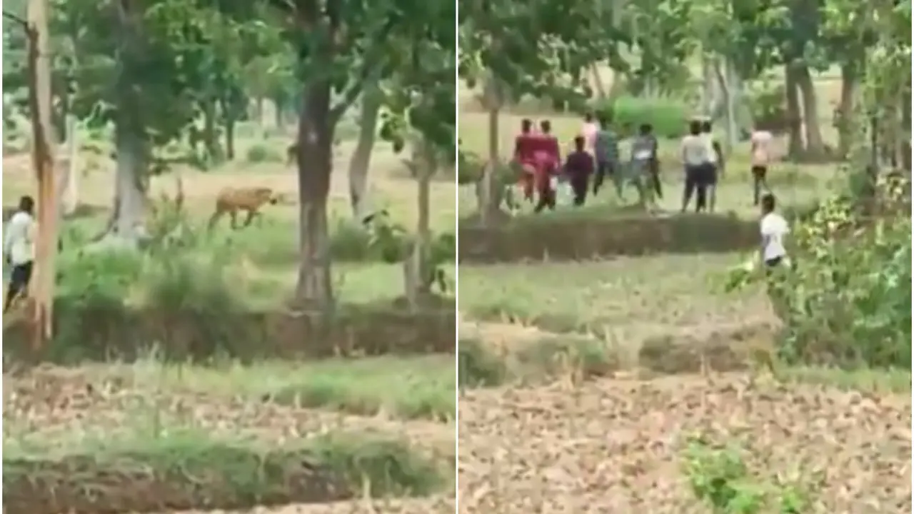 'Utter Joblessness': Internet Outraged As Men Hurl Stones At Grazing Animal In Forest Men throwing stones at animal in Maharashtra.