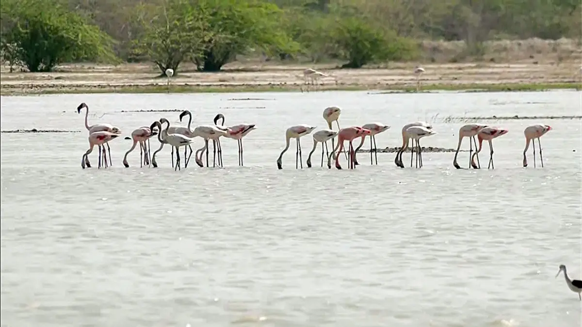 Millions of Flamingos Paint Sambhar Lake Pink as Migratory Birds Return