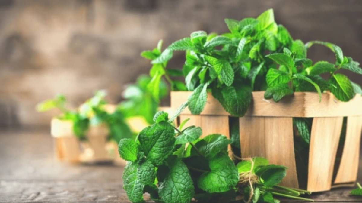 Description of the pic