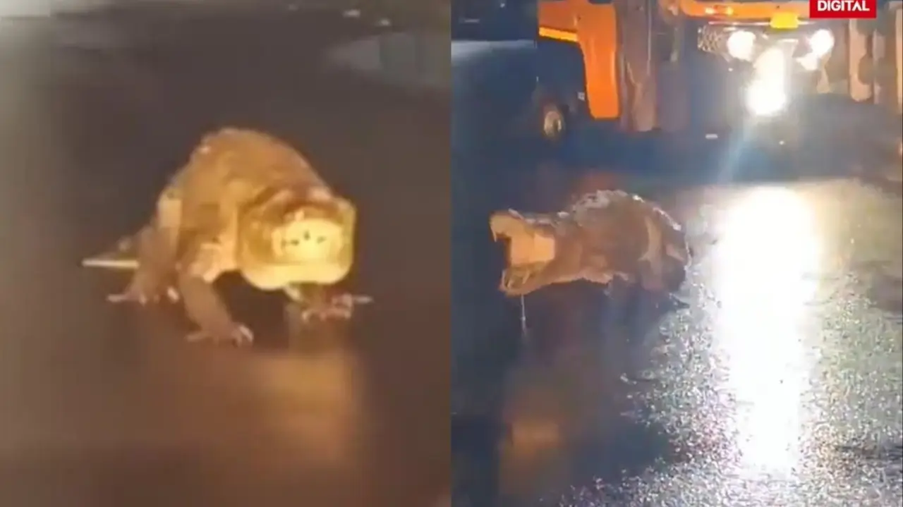 Video: Crocodile Spotted Taking A Night Stroll on Busy Road in Maharashtra's Konkan Mugger crocodile spotted on Maharashtra road